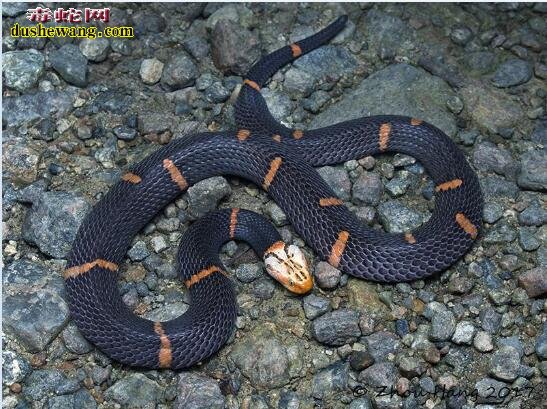 中国54种毒蛇图片名字