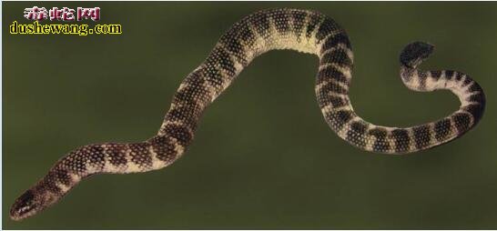 中国54种毒蛇图片名字