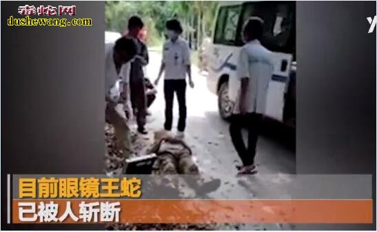 眼镜王蛇真的抓不得!海南一男子抓眼镜王蛇不慎被咬横死路旁!