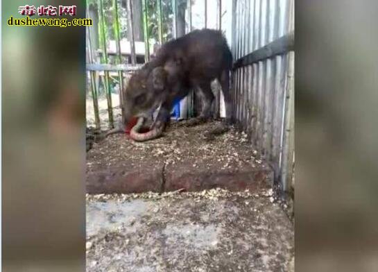 农村老人说:猪是蛇的克星!猪为什么不怕毒蛇还吃蛇?