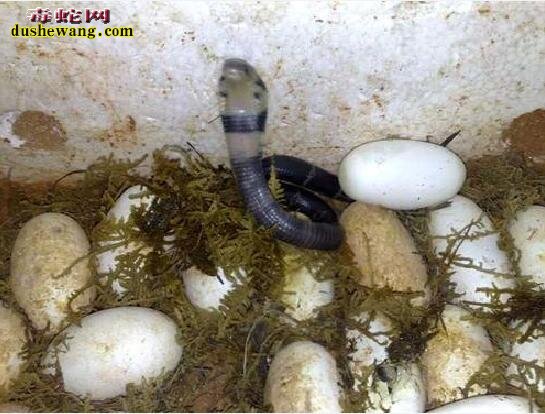 眼镜蛇蛇蛋多久才能孵出