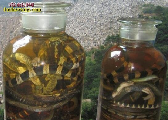 金环蛇、银环蛇、乌梢蛇可以搭配泡酒吗？