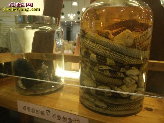 金环蛇、银环蛇、乌梢蛇可以搭配泡酒吗?