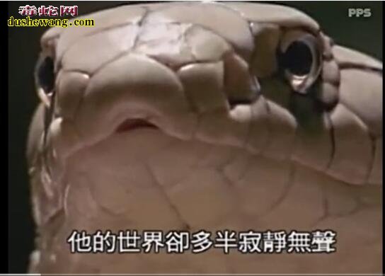 记录片眼镜王蛇