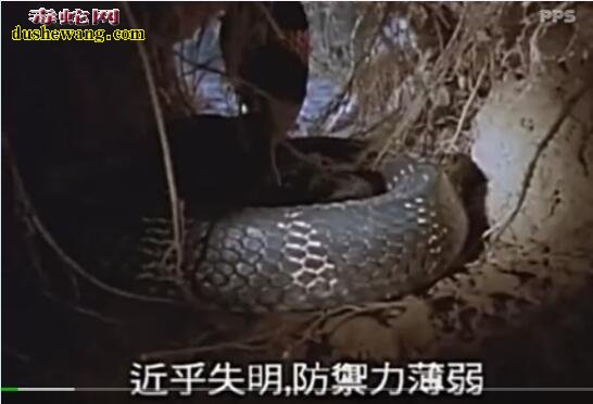 记录片眼镜王蛇