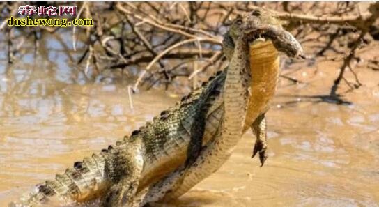 蟒蛇vs鳄鱼！蟒蛇出门找不到食物竟然想吃鳄鱼！