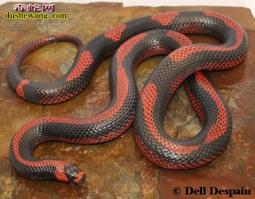 洪都拉斯奶蛇介绍、各种变异的洪都拉斯奶蛇欣赏
