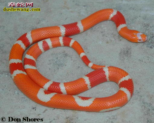 洪都拉斯奶蛇介绍、各种变异的洪都拉斯奶蛇欣赏