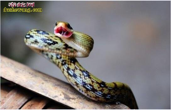 菜花蛇的寿命有多长？一般养几年产蛋？