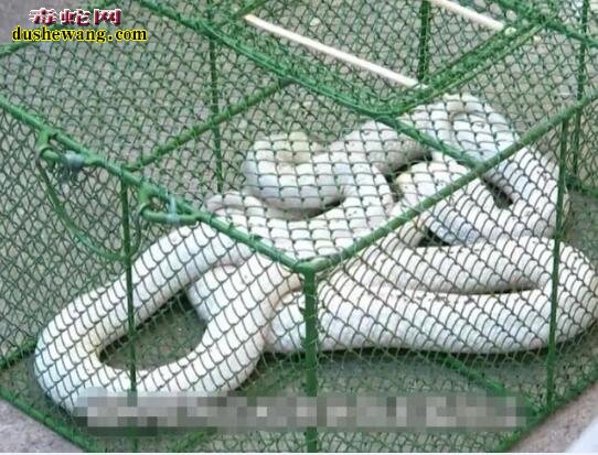 男子花重金救下稀有白化眼镜王蛇!许仙与白蛇现实版!