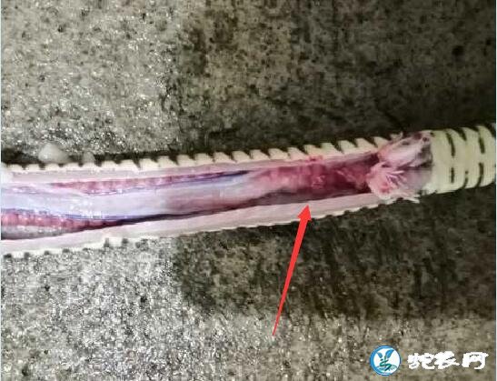 图说养蛇:一列蛇场蛇肺炎解剖图分享