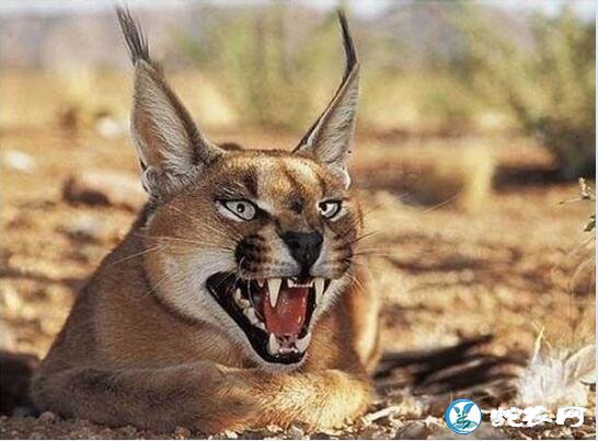 盘点地球上6大被禁养的名猫!传说中的猛兽猞猁被称为国兽!