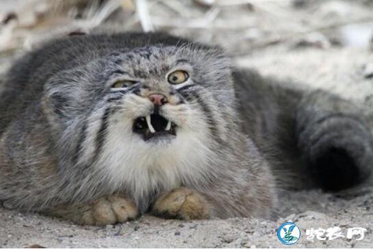 盘点地球上6大被禁养的名猫!传说中的猛兽猞猁被称为国兽!