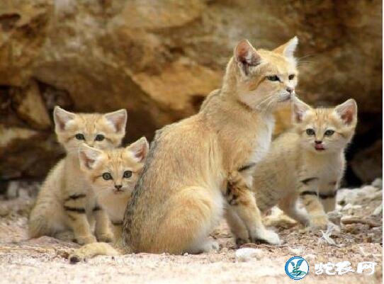 盘点地球上6大被禁养的名猫!传说中的猛兽猞猁被称为国兽!