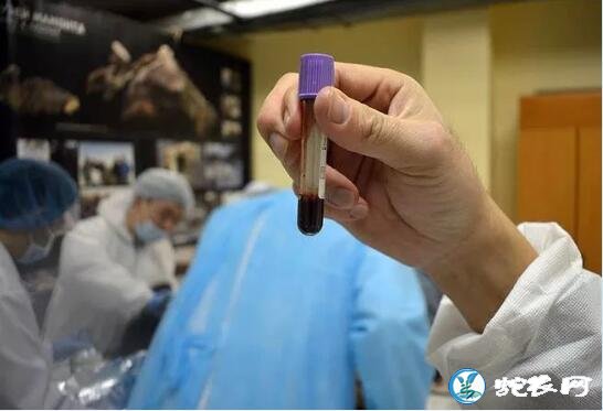 复活冰河时期溺水死亡的小马驹!解剖发现血液还在流动!