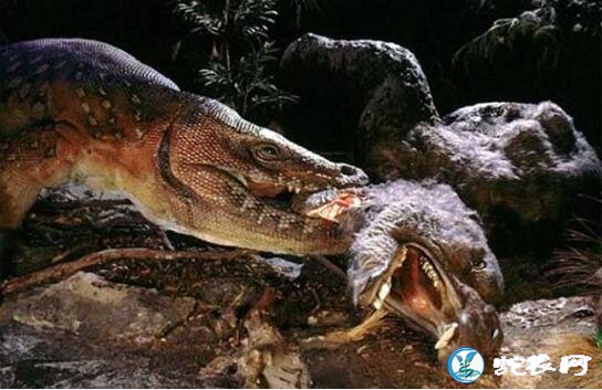 古巨蜥好几吨重！秒杀其他动物、但还是灭在人类的手里！