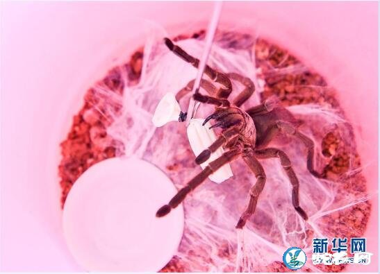 海南五指山市因地制宜开创养殖蜘蛛项目