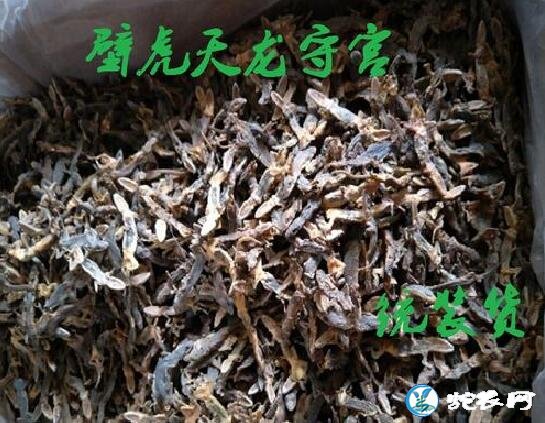 壁虎抗癌功效、壁虎在肿瘤中的应用知识