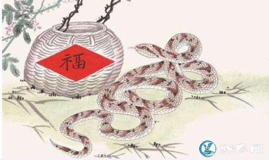 属龙的和属蛇的配吗?