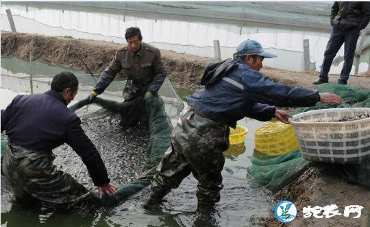 养泥鳅一亩地的泥鳅苗要多少钱