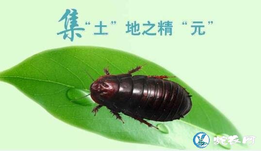 土鳖虫的功效与作用