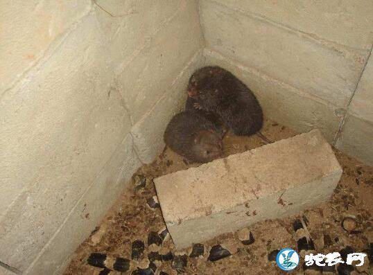 竹鼠养殖技术、怎么才能养好竹鼠?