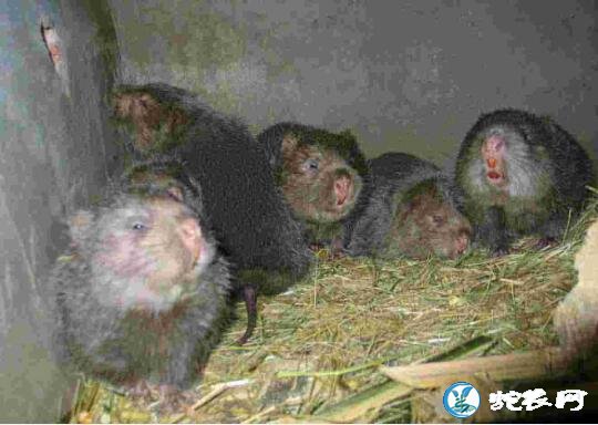 竹鼠养殖技术、怎么才能养好竹鼠?
