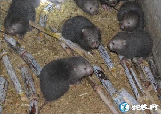 竹鼠养殖技术、怎么才能养好竹鼠?