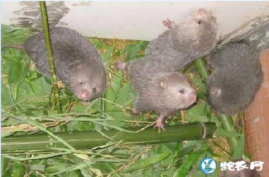 竹鼠养殖技术、怎么才能养好竹鼠?