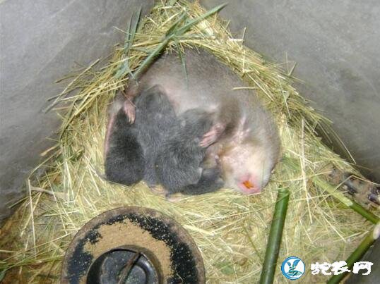 竹鼠养殖技术、怎么才能养好竹鼠?