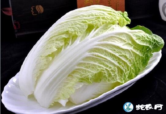 白菜属于什么科蔬菜