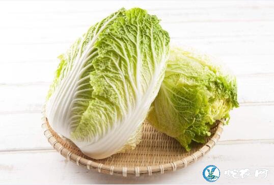 白菜属于什么科蔬菜