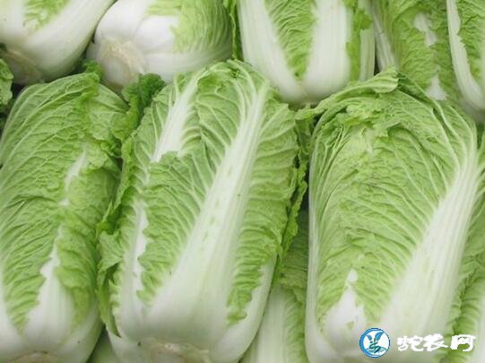 白菜属于什么科蔬菜