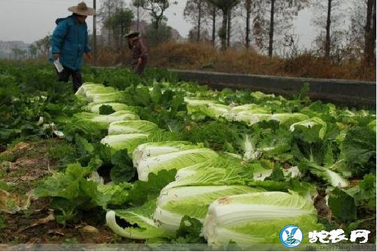 白菜属于什么科蔬菜