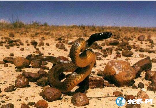 世界最毒的毒蛇第一名
