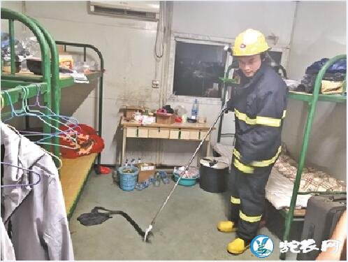 中山一工厂宿舍惊现眼镜王毒蛇