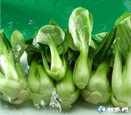 青菜图片