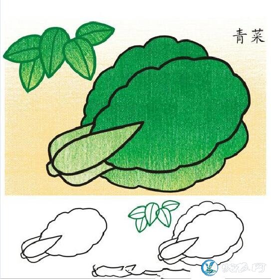 青菜图片