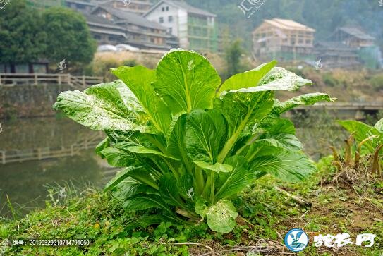 青菜图片