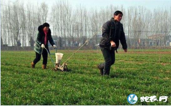 农村兴起耕地“栽树热”!祖辈都种庄稼为何现在要种树呢?