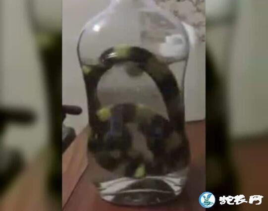 金环蛇泡米烧酒两年多可以喝吗?