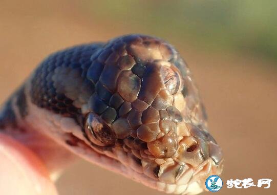 澳大利亚发现“三眼蛇”！且三只眼睛功能正常 ！