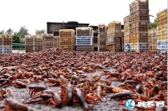 美国小龙虾泛滥!中国吃货说可以卖到中国来你看行吗?