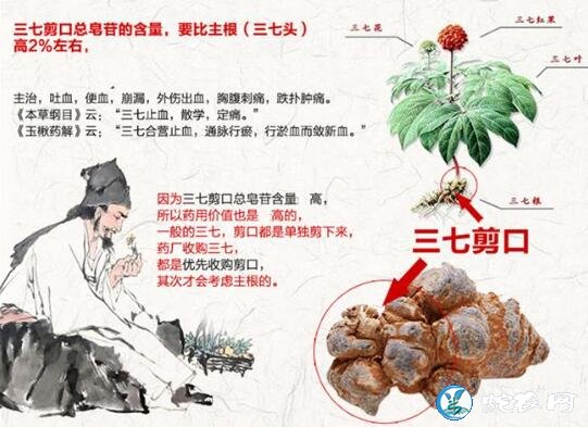 三七粉的功效与作用