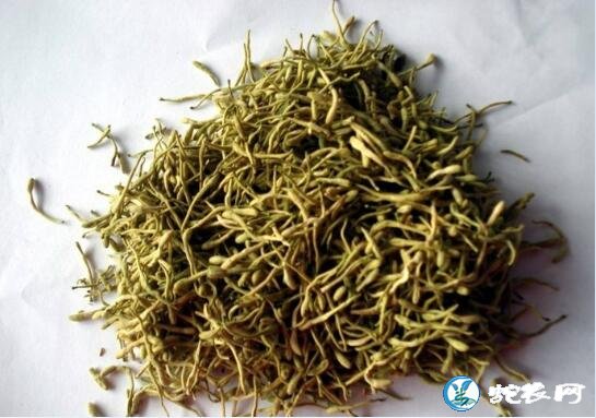 金银花的功效与作用
