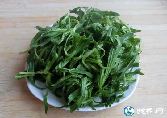面条菜是什么植物?农村麦田里的“油瓶菜”有什么功效?