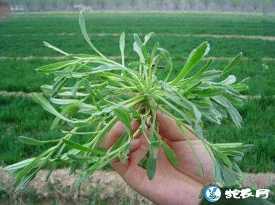 面条菜是什么植物?农村麦田里的“油瓶菜”有什么功效?