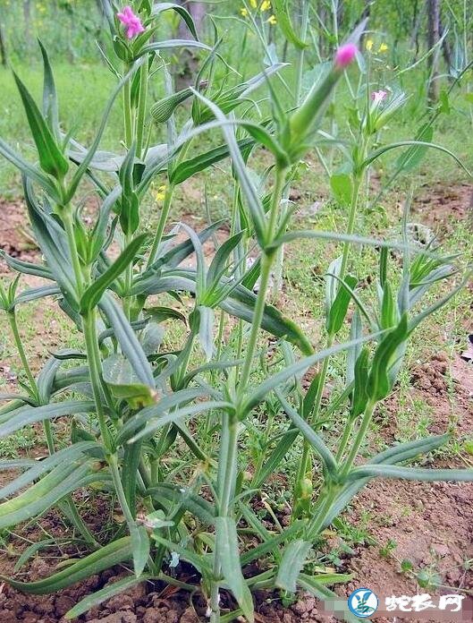 面条菜是什么植物?农村麦田里的“油瓶菜”有什么功效?
