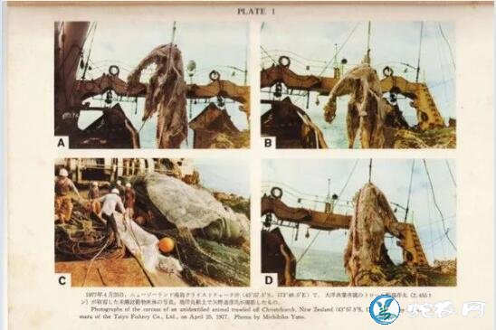 日本1977年海怪尸体事件