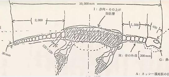 日本1977年海怪尸体事件